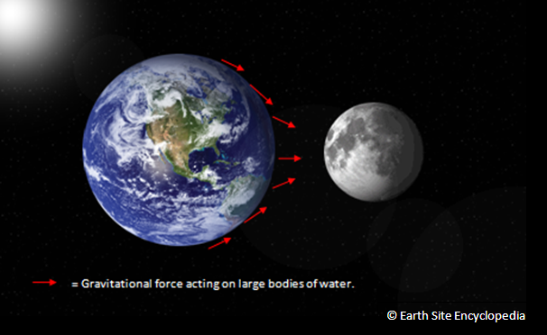 Gravitational forces of the moon causing tides.PNG